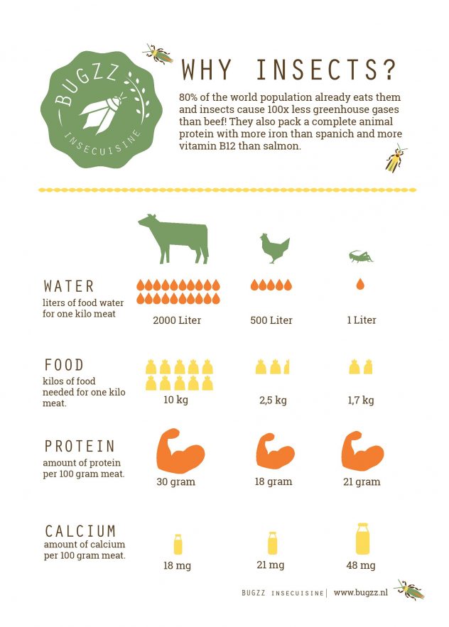 Insecuisine | Insecten eten | BUGZZ | Infographic